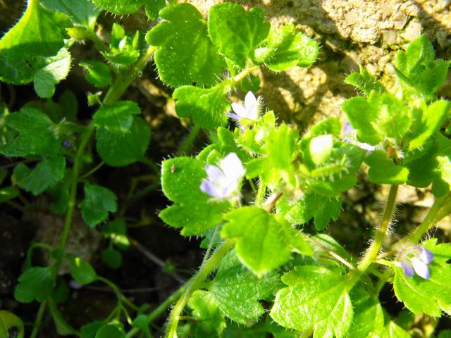 Veronica sp.